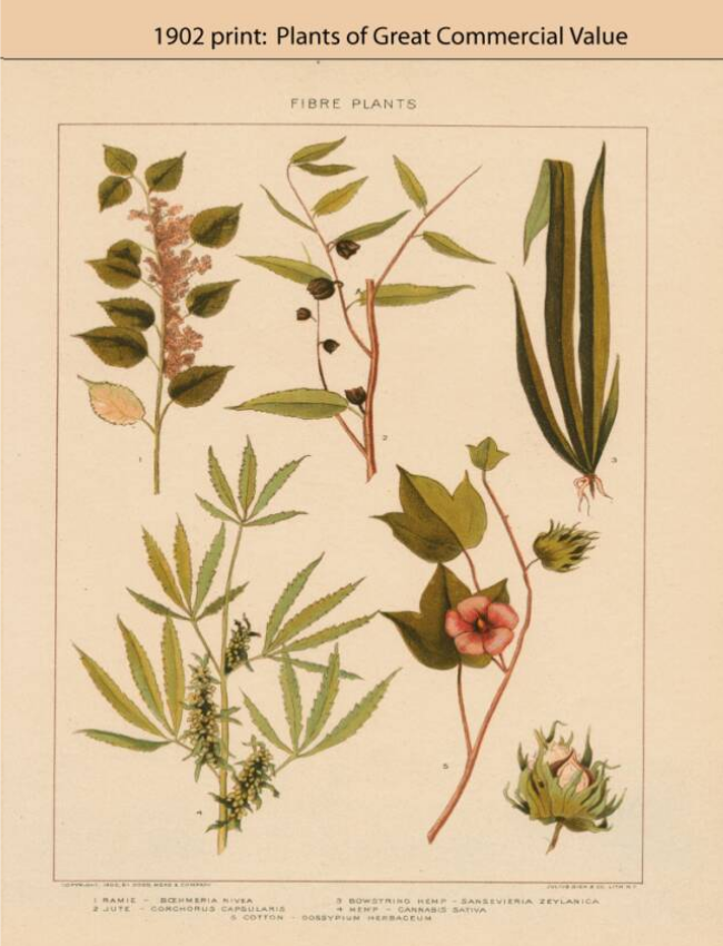 Early America Plants of Great Commercial Value
