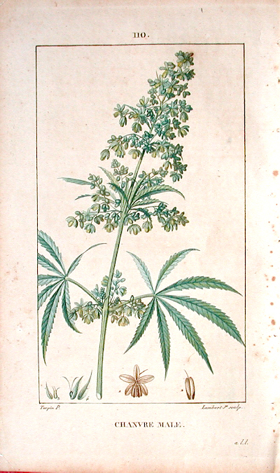 1815 cannabis print