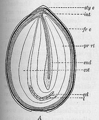 SEED CROSS SECTION