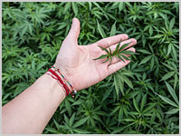 marijuana_grower